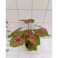 caladium nixia indoor living plants